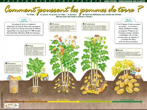 Dr Hazem zouaoui – Master II: Biologie de la conservation- Techniques de Multiplication des Plantes Supérieures - cours.