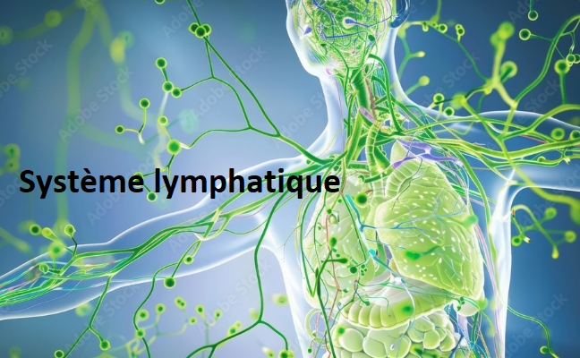 Système lymphatique