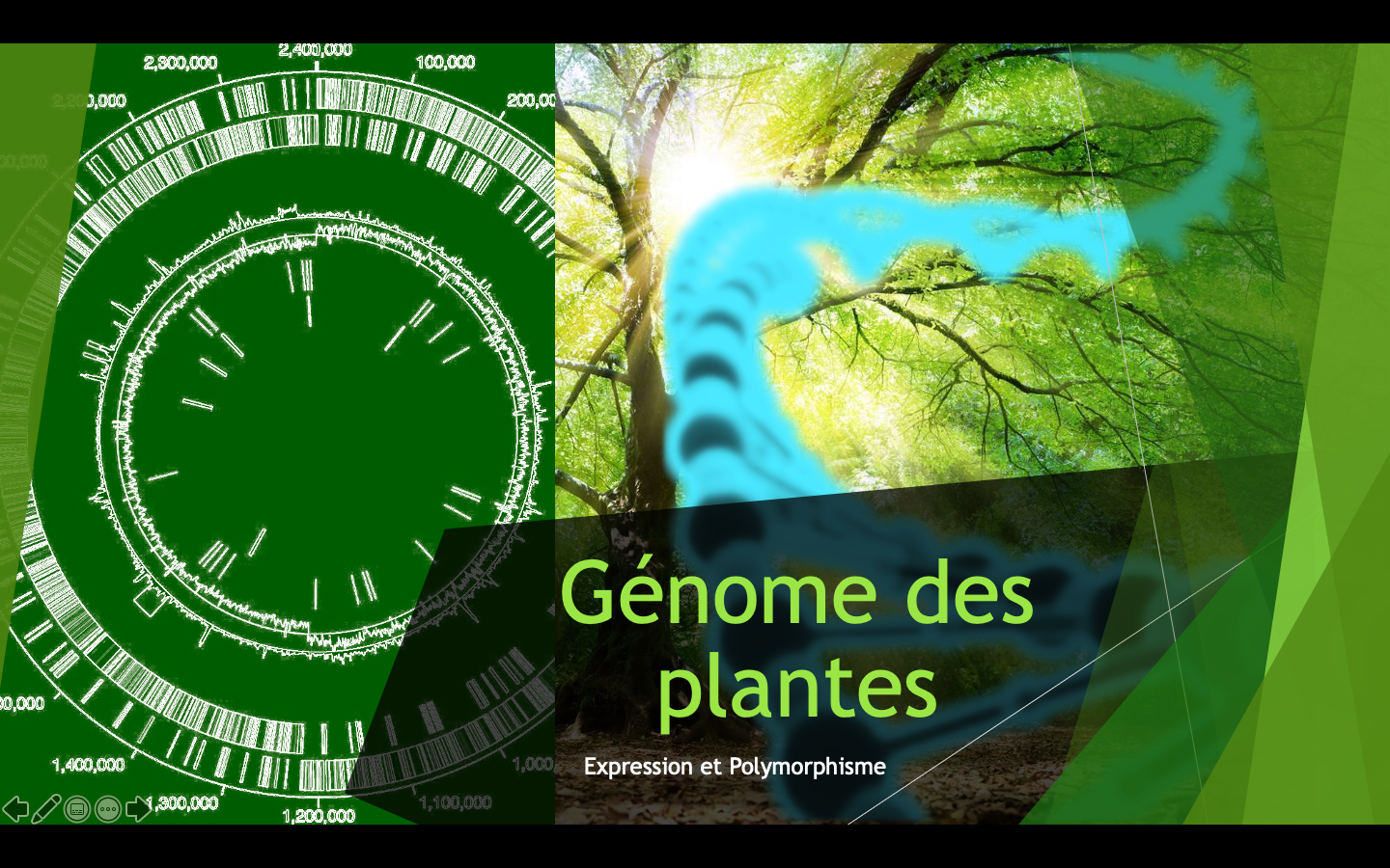 Génome des plantes, Expression et Polymorphisme
