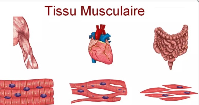 TISSU MUSCULAIRE 