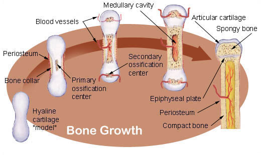 L'Ossification