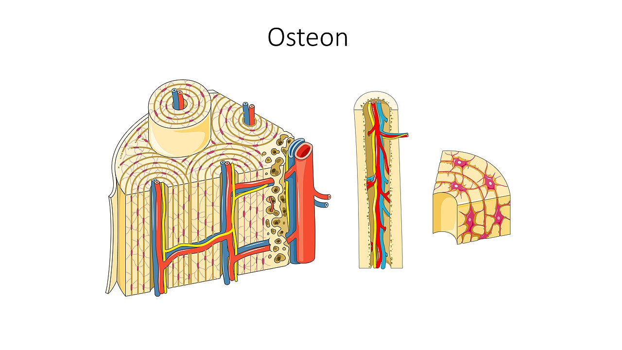 Tissu osseux