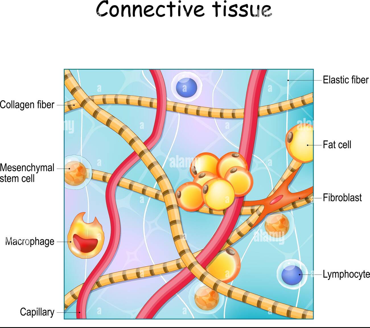 Tissu conjonctifs