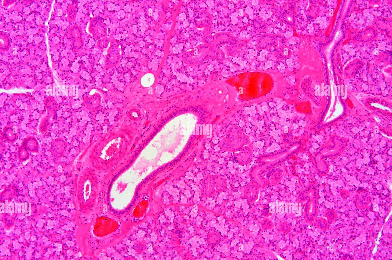Glandular Epithelium