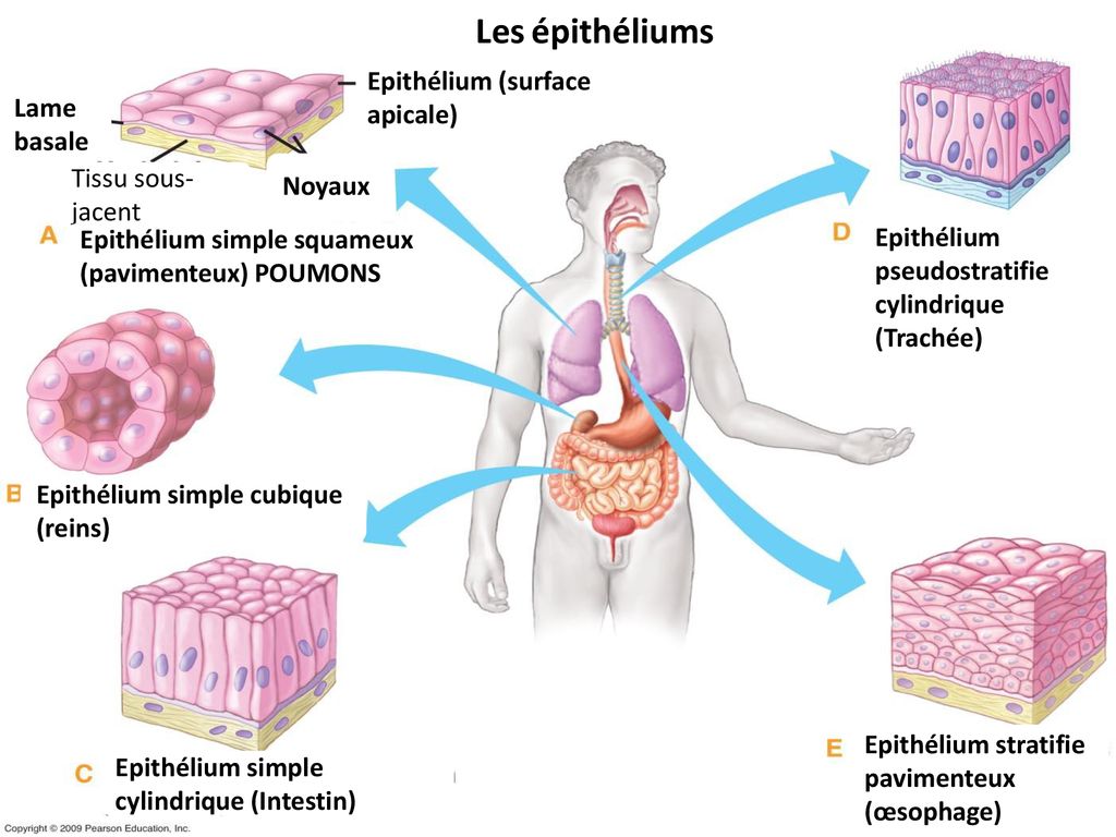 Les épithéliums de revêtements
