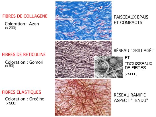 Fiche TP/TD Les tissus conjonctifs