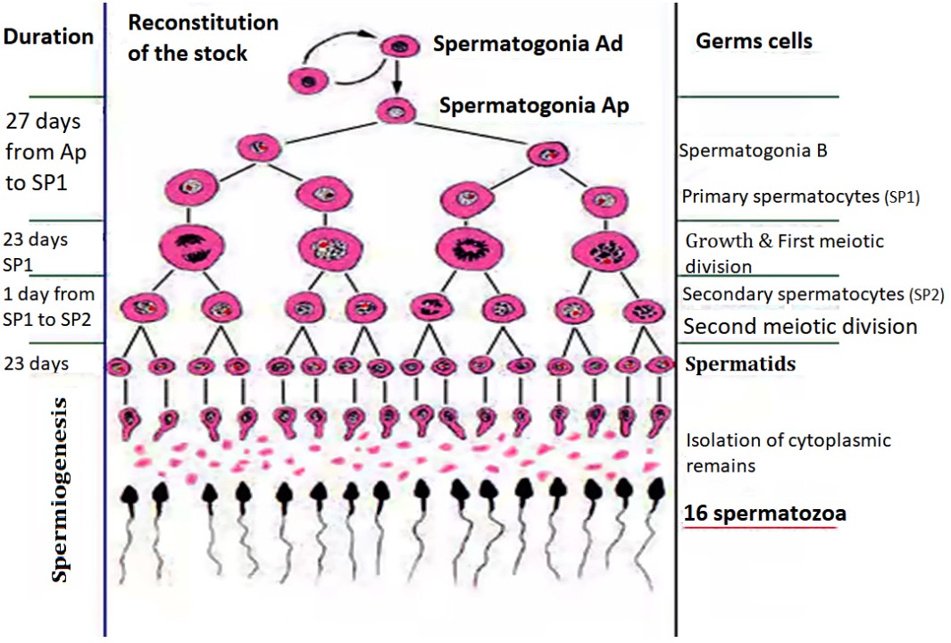 Spermatogenesis