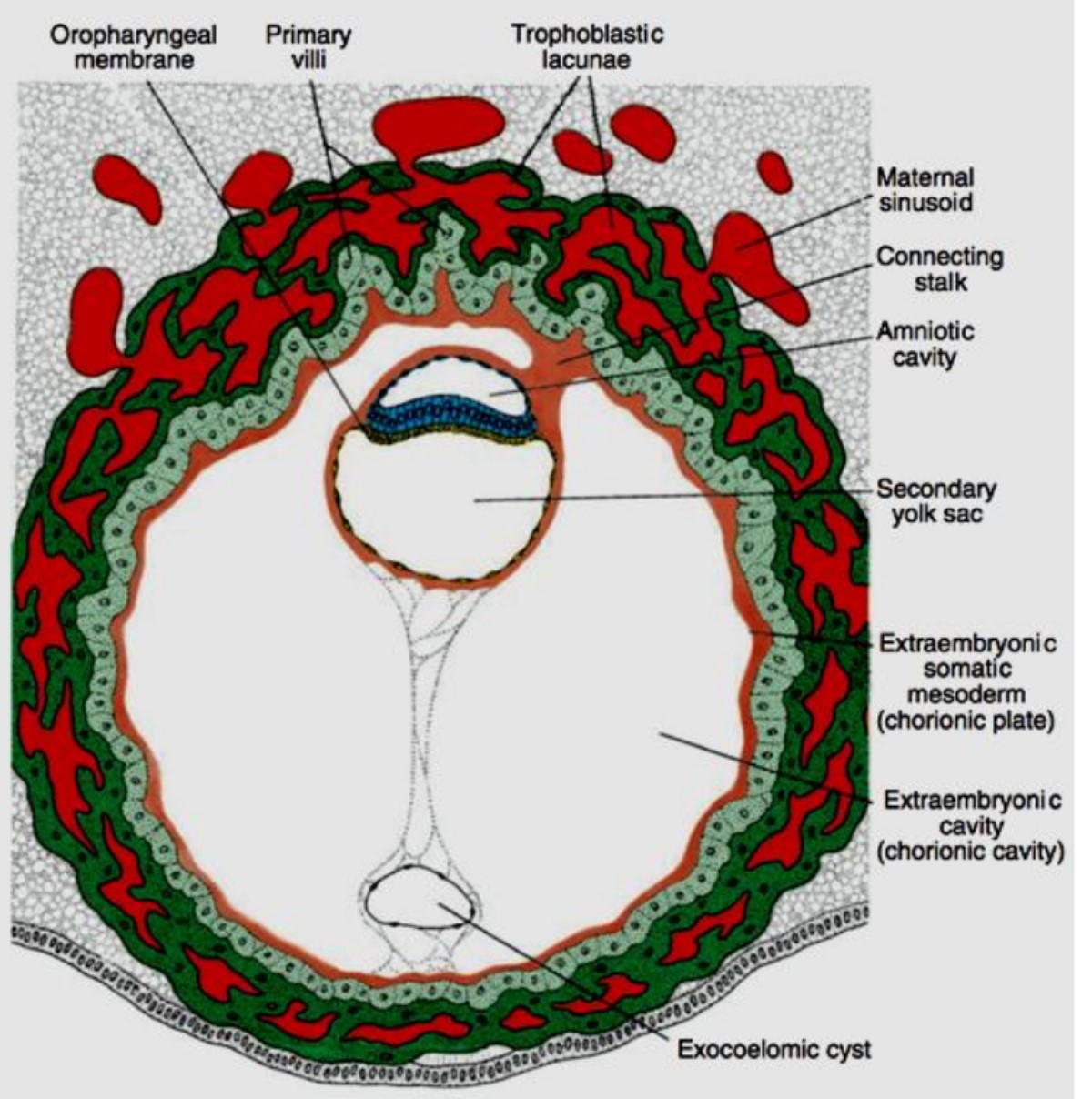 The second week of embryonic development