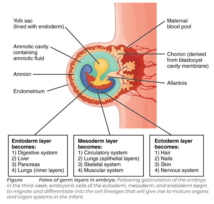 Third Week of Development:Trilaminar Germ Disc.