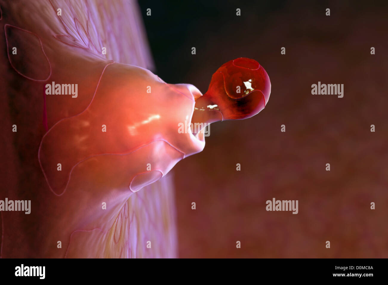 Oogenesis and Ovulation Practical Work