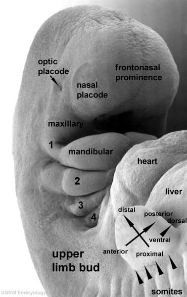 The fourth week of embryonic development