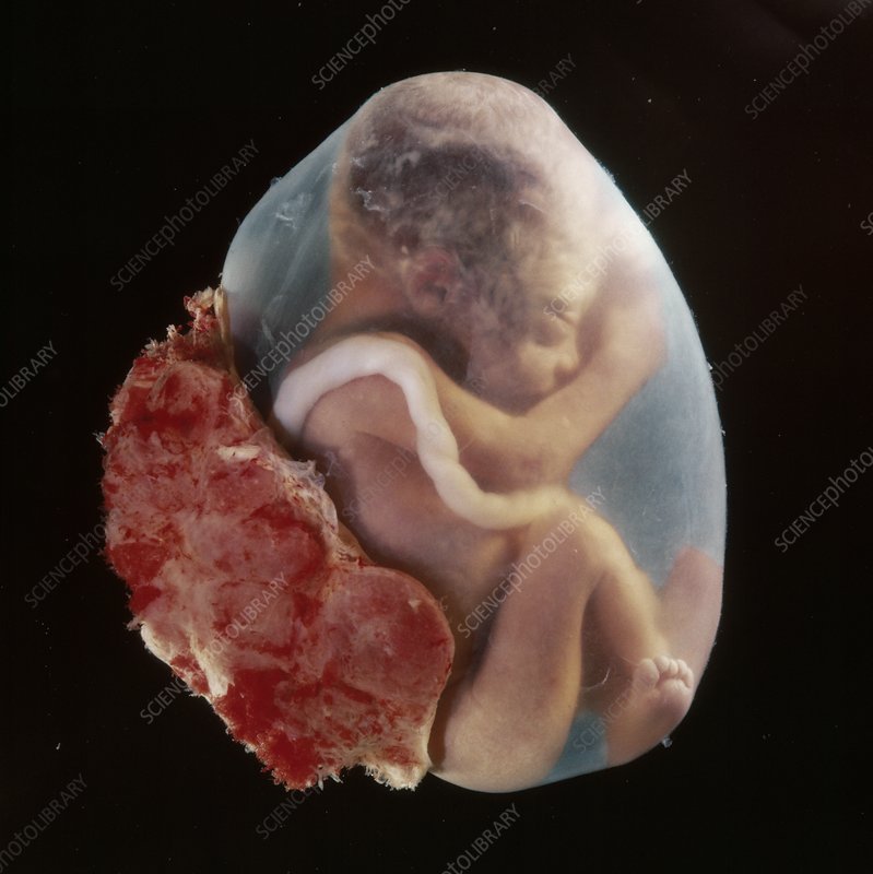 The embryonic appendages