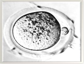 From Fertilization to Pre-gastrulation Practical work