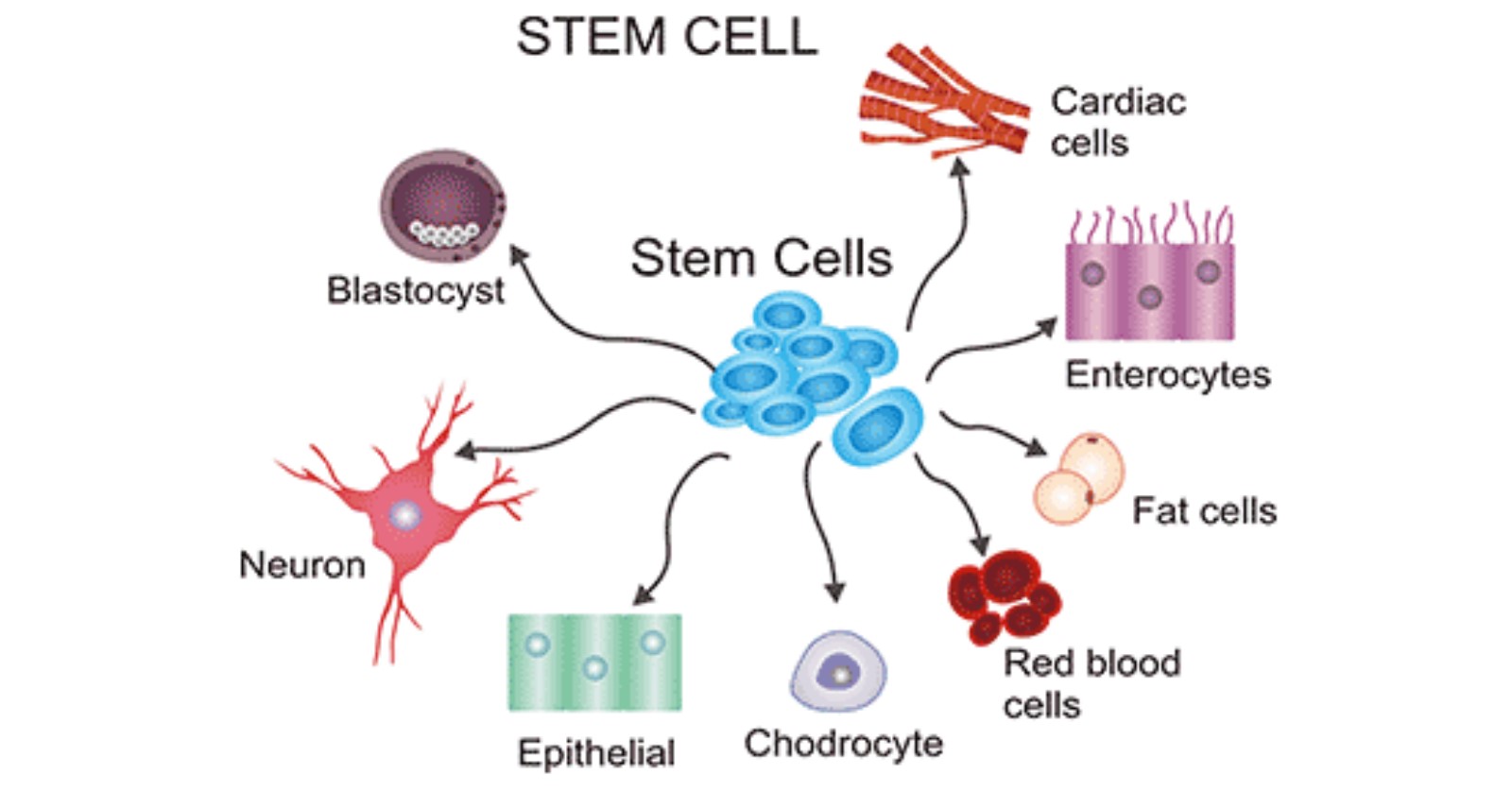 Stem cells