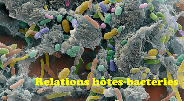 Relation hôte bactéries