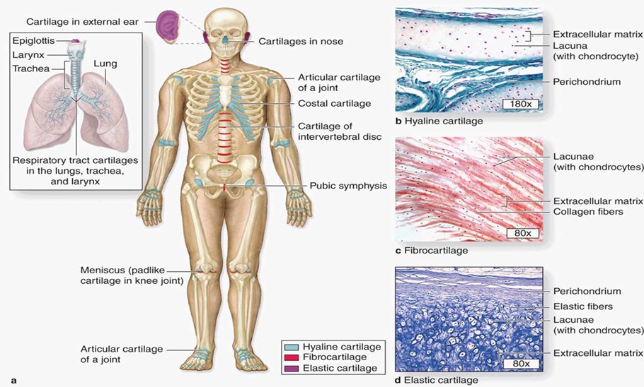 Cartilaginous tissue "Cartilage"