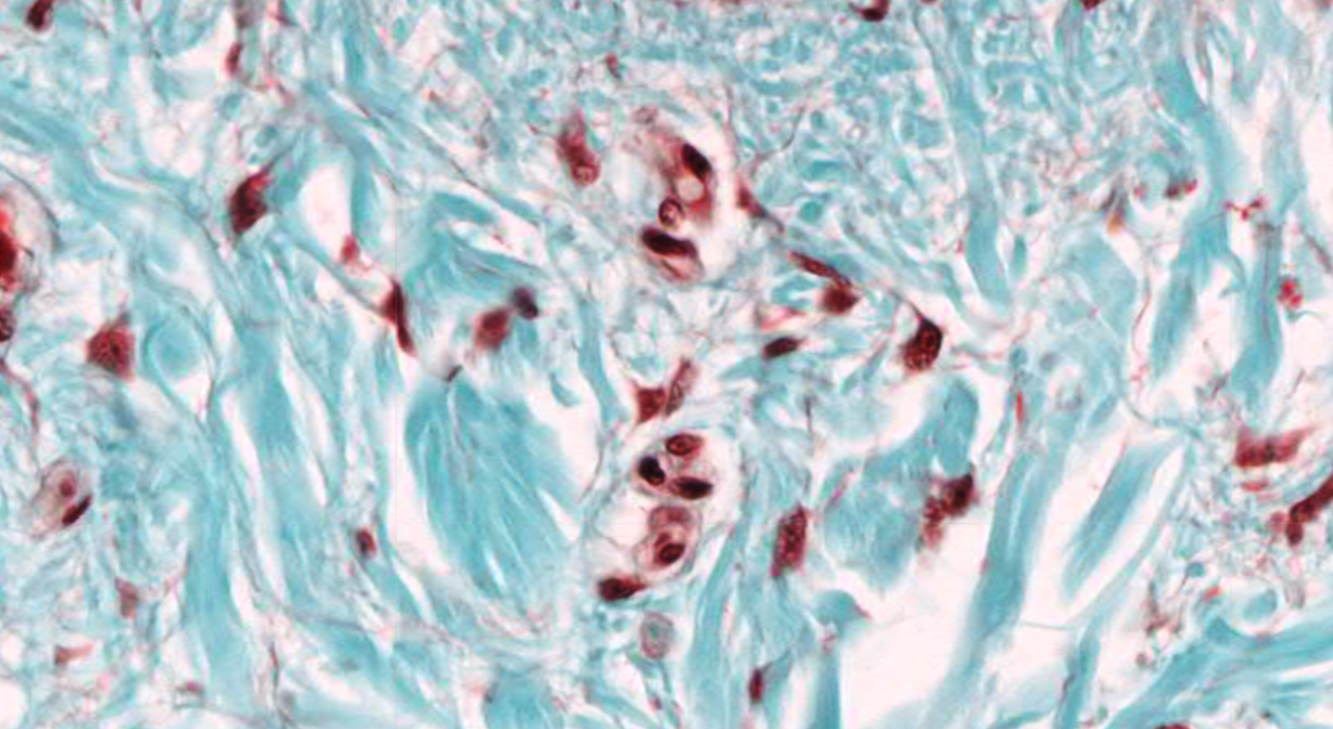 Practical Work 2 Connective Tissue 