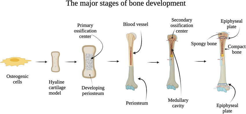 Osteogenesis (Bone Formation)