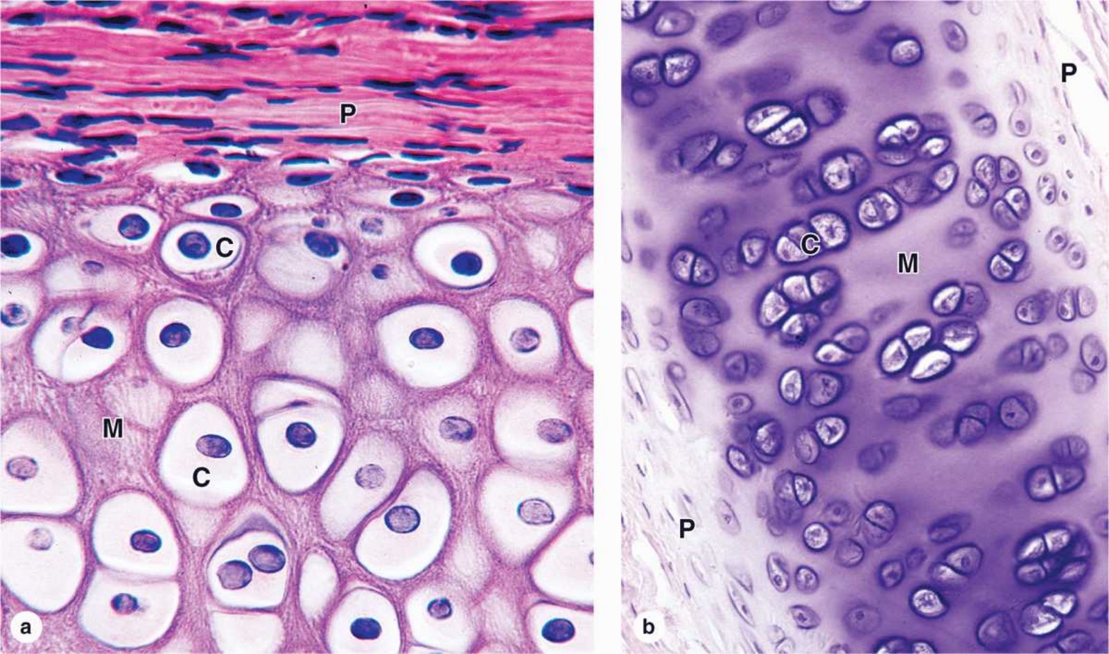 Practical Work 3 CARTILAGINOUS TISSUE