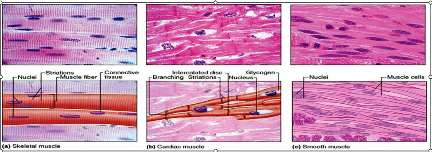 Muscle tissue