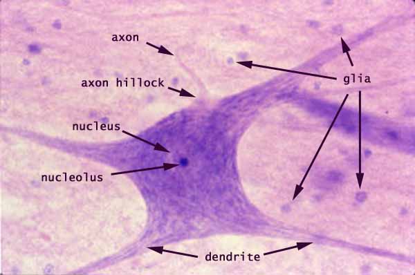 Practical Work 5 & 6 Muscular and Nervous Tissues 