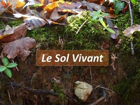 FARAOUN F.-M1.BC.2021-Le sol Vivant. Cours