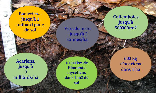 FARAOUN F.-M1.BEV.2021-Biodiversité des sols. Cours.